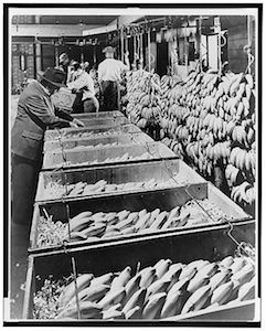 A History Of Bananas, 1948.