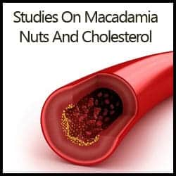Studies On Macadamia Nuts And Cholesterol