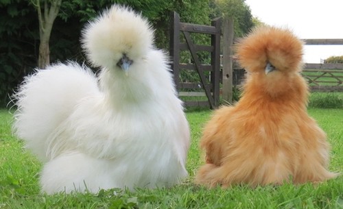 Silkie Chickens, vegan family