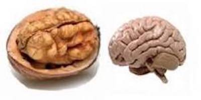 Walnuts Look Like Brains, walnut brain food
