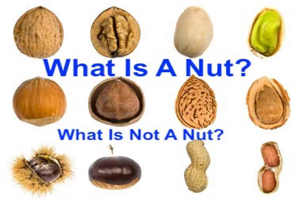 What Is A Nut, What Is not A Nut