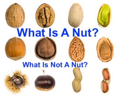 https://wholesalenutsanddriedfruit.com/wp-content/uploads/2018/01/What-Is-A-Nut.jpg