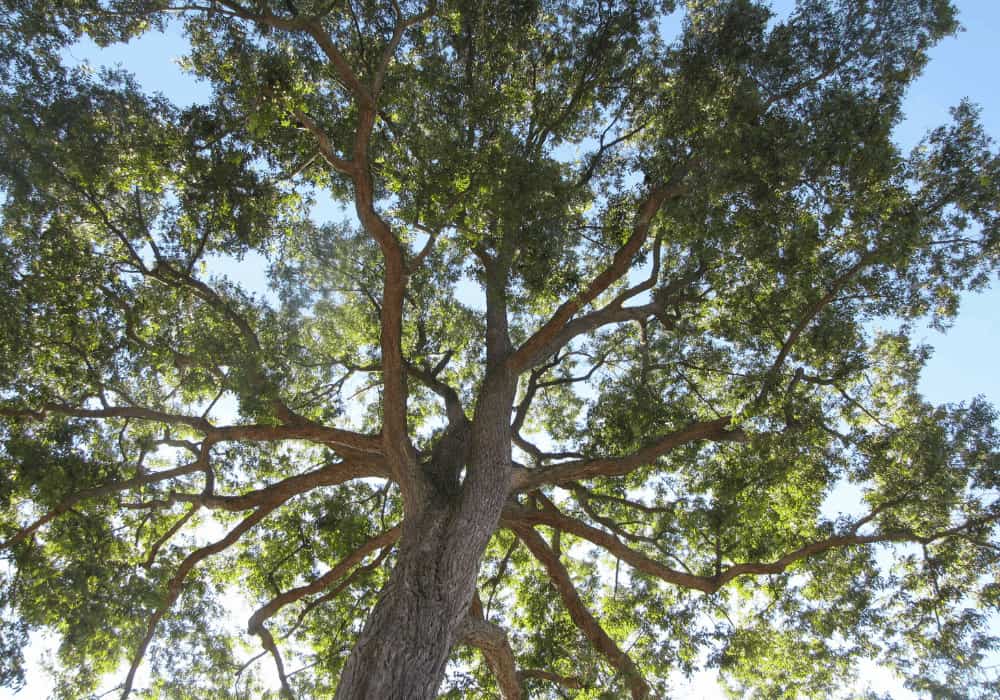 Carya Illinoinensis, Pecan Tree