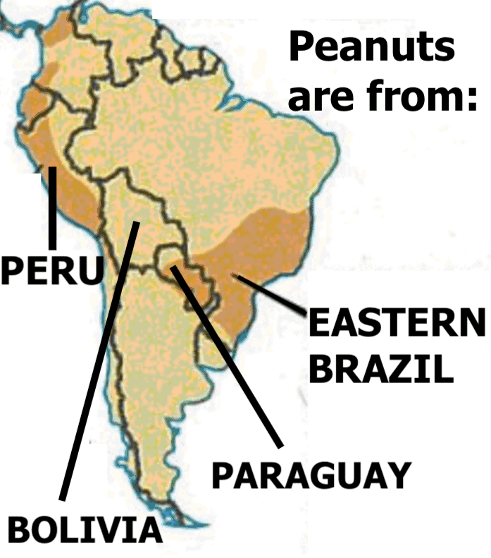 Le arachidi vengono da Brasile Perù Bolivia e Paraguay