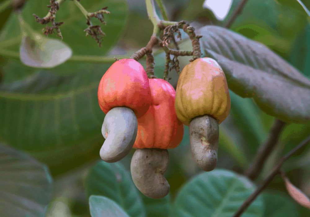 Cashew Fruit Tree