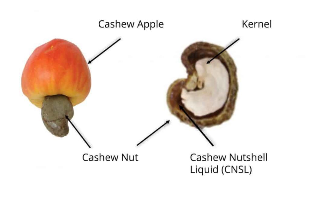 Cashew Nutshell Liquid