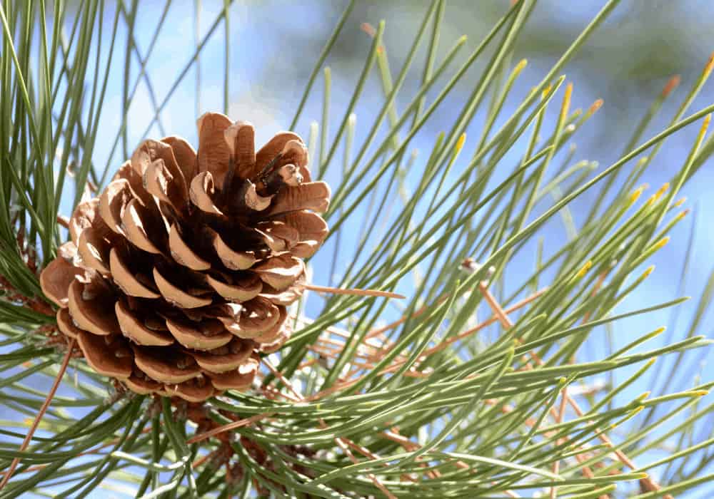 Pine Nut Tree Species