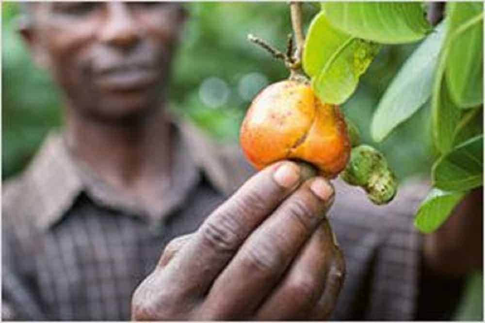 Cashews Farming Techniques And Indian Farmers