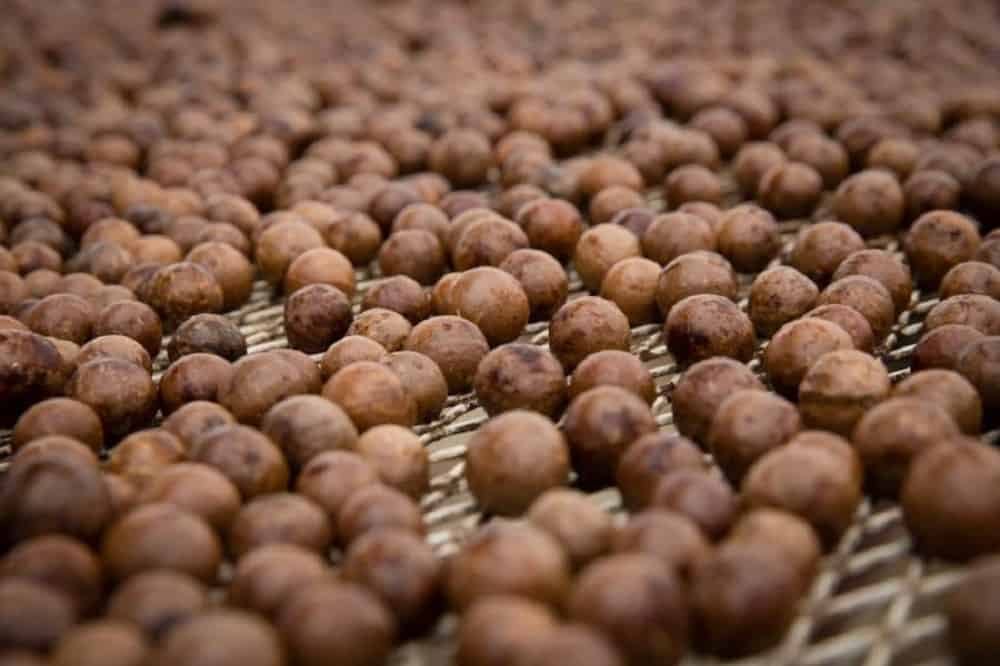 macadamia nut production