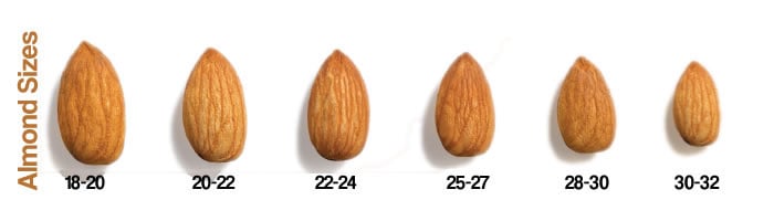 Different Sizes Of Almonds