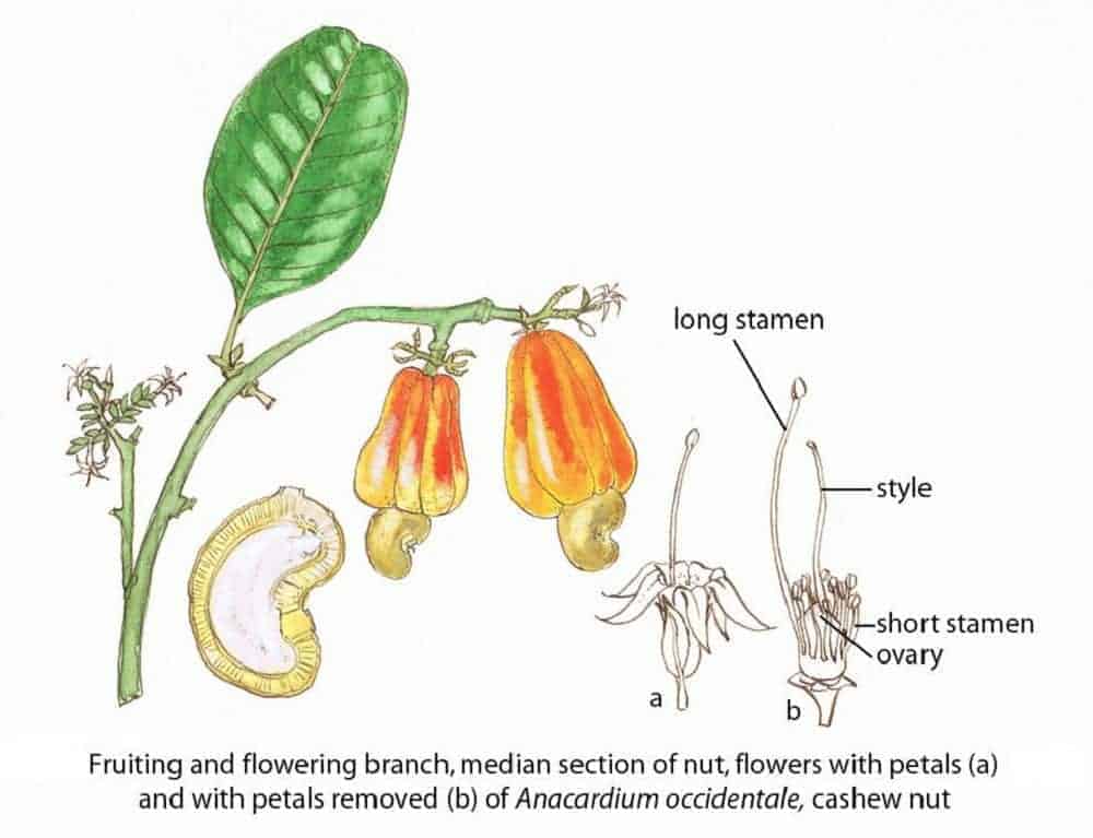 Diagram Of The Cashew Botany
