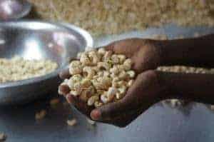 Cashews Being Handled In Africa, Cashew Economy Throughout Africa