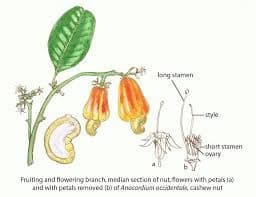 Diagram Of The Cashew Botany