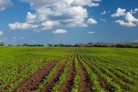 The History Of The American Peanut Industry