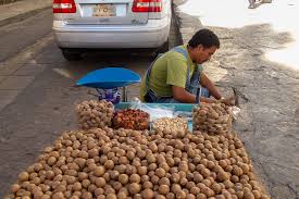 Macadamia Nut Production Increases In Mexico