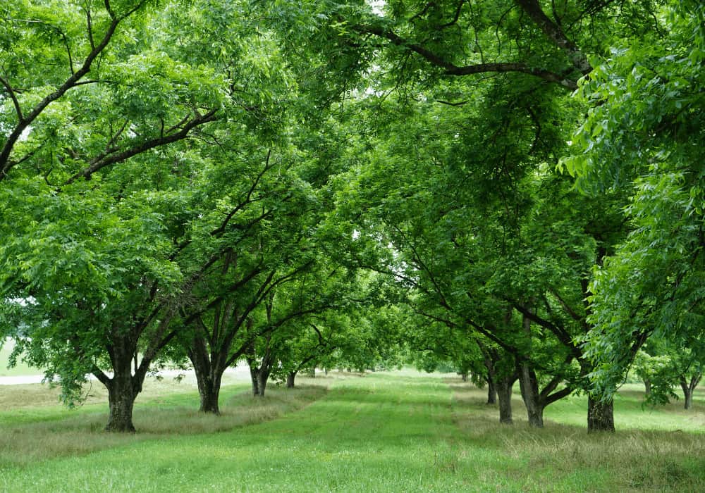 A Farm Of Macadamia Trees