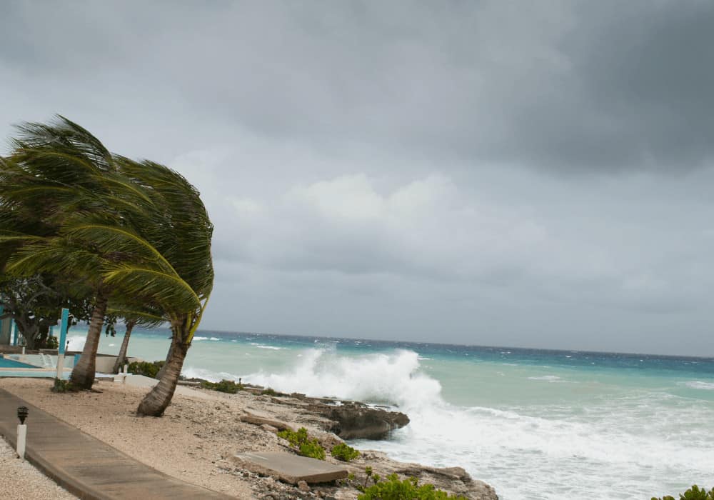 Hurricane winds against a tree.