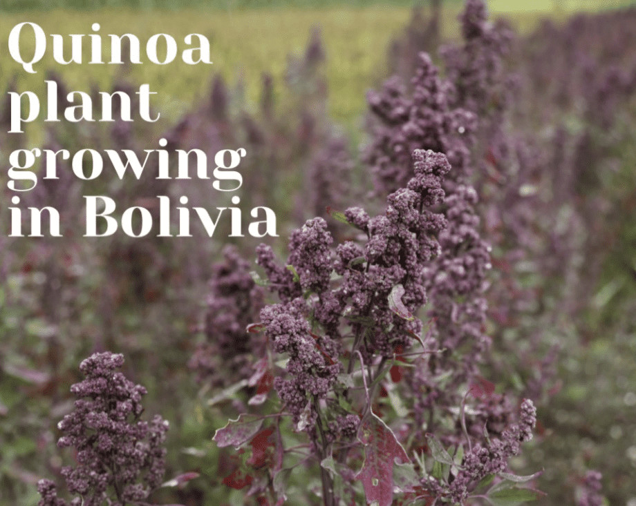 Quinoa Plant Growing In Bolivia
