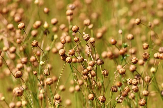 Image Of A Farmed Corp Of Flax