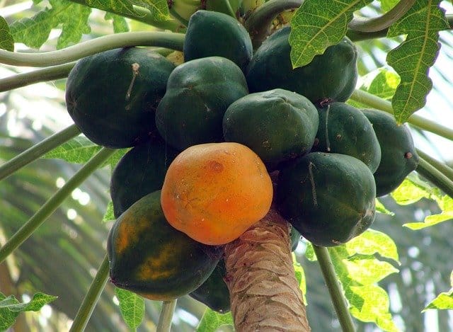 Papaya Hanging On A Tree