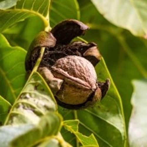 walnut growing on a tree