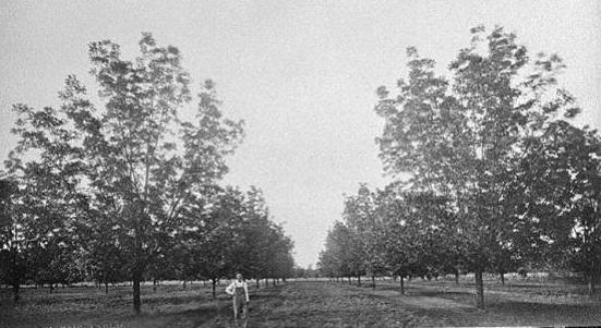 1900's Black And White Image Pecan Grove In Georgia, history of the pecan.