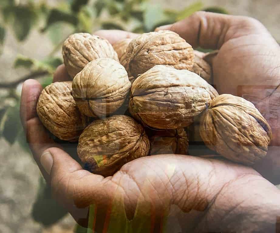California Walnuts In Their Shell, walnut production history