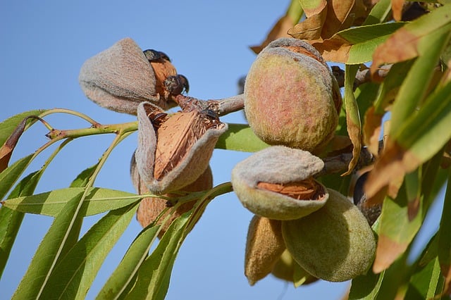 The Almond Alliance, Almonds On A Tree Coming Out Of The Shell.
