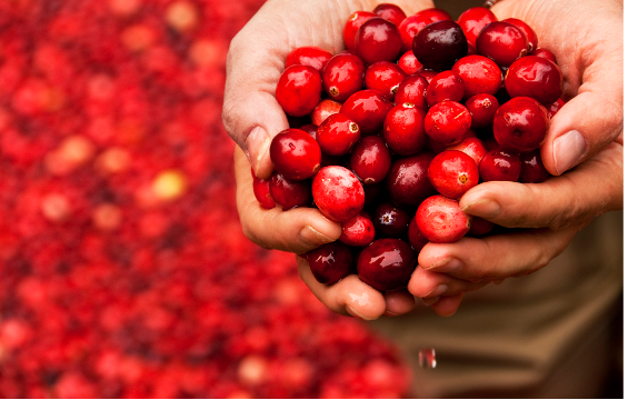 Does Research Show That Cranberries Are Good For Your Kidneys