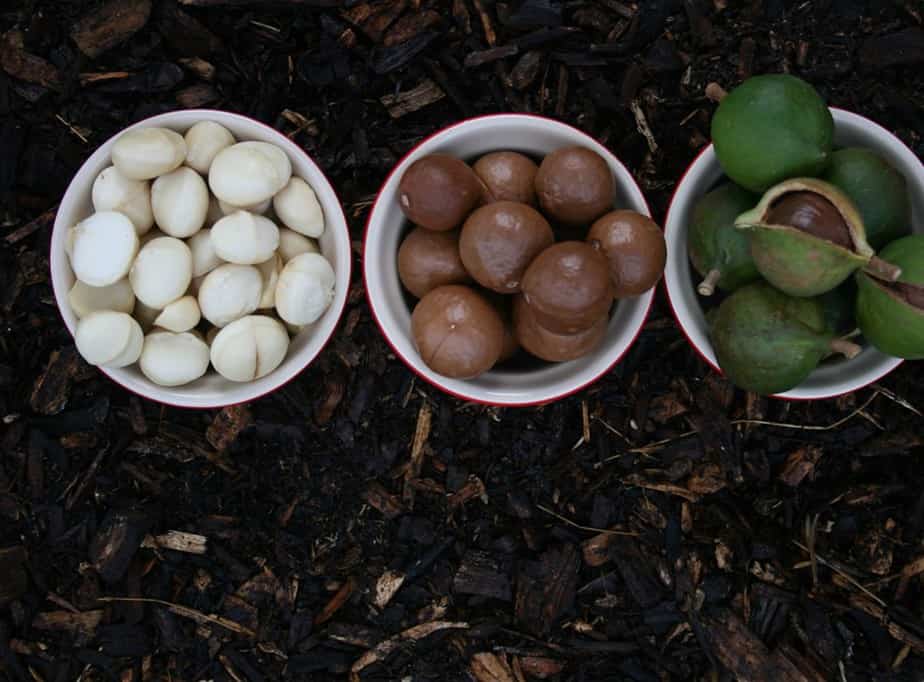 Three Bowls Of Macadamia Raw In The Shell And Fresh