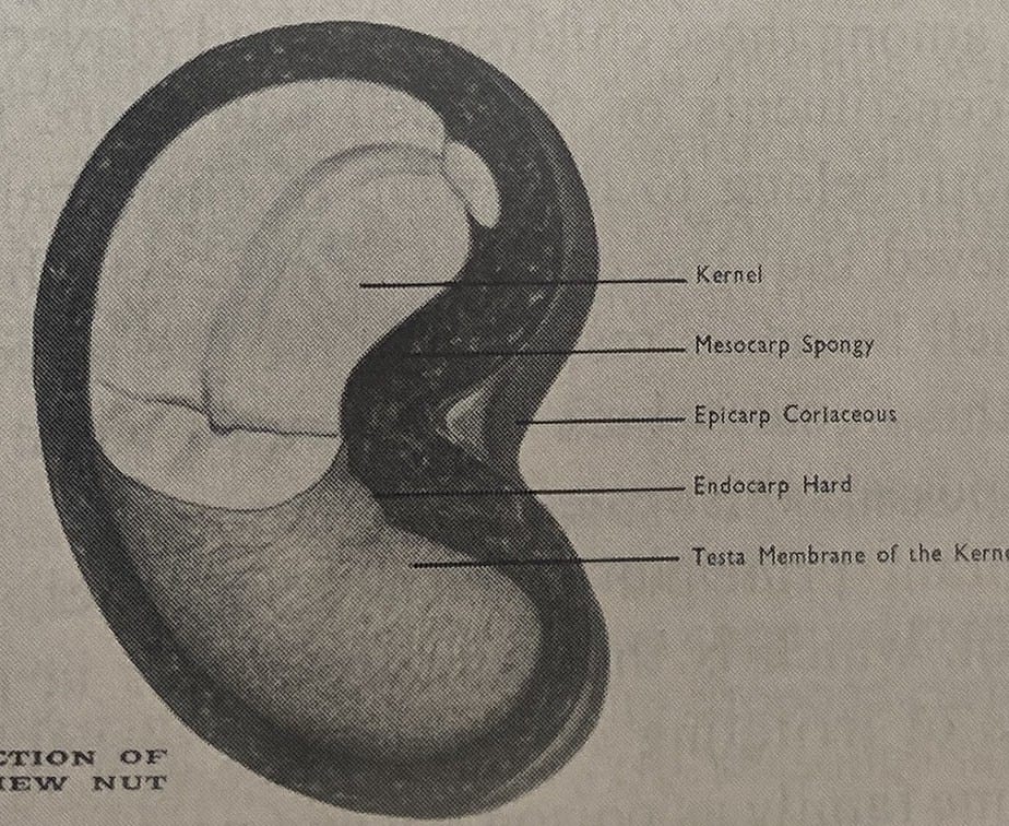 Cross Section Of A Cashew