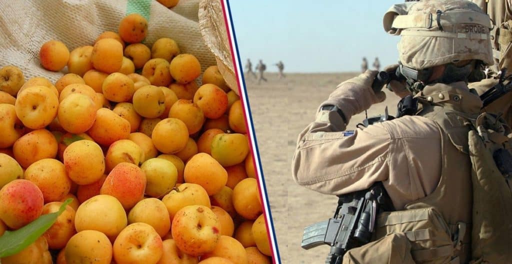 Military And Apricots