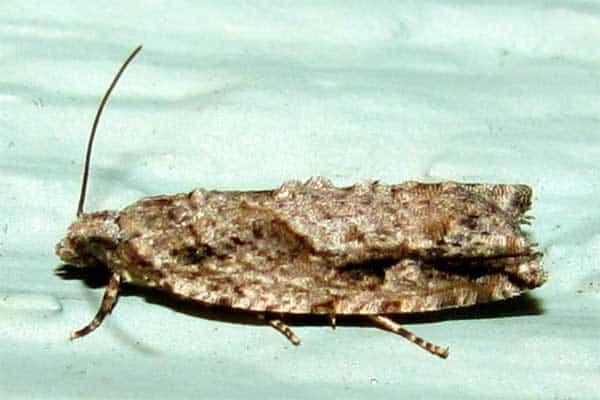 Pecan bud moth, Humane Pest Removal.