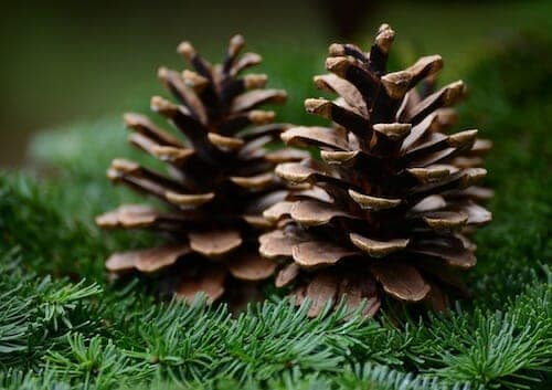 Pine Cones From The Green Fir Tree