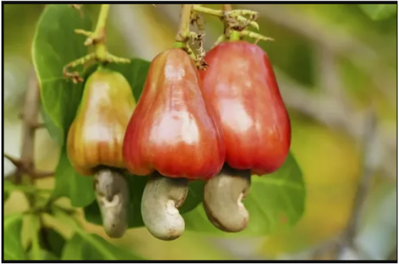 Cashew Nuts Grow Out of Apples