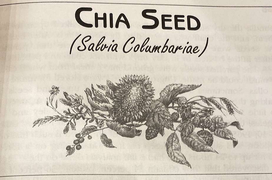 Chia Seed Salvia Columbariae