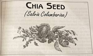 Chia Seed Salvia Columbariae