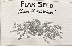 Flax Seed Linum Usitatissimum