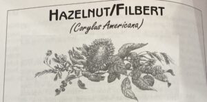 Health Benefits Of Hazelnuts Corylas Americana