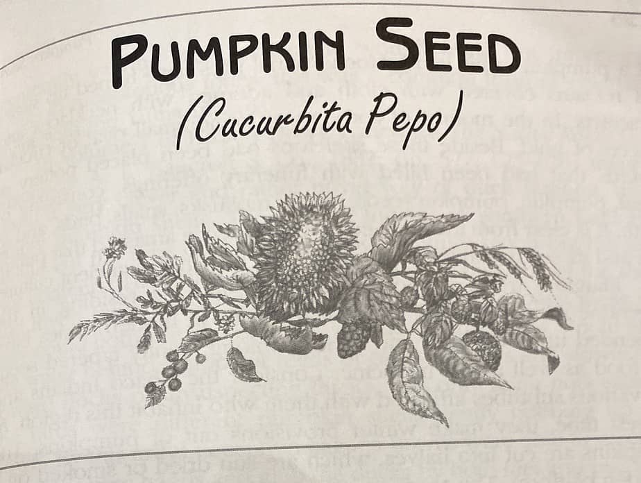 Pumpkin Seed Cucurbita Pepo