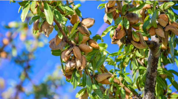 The Grow Season For Nut