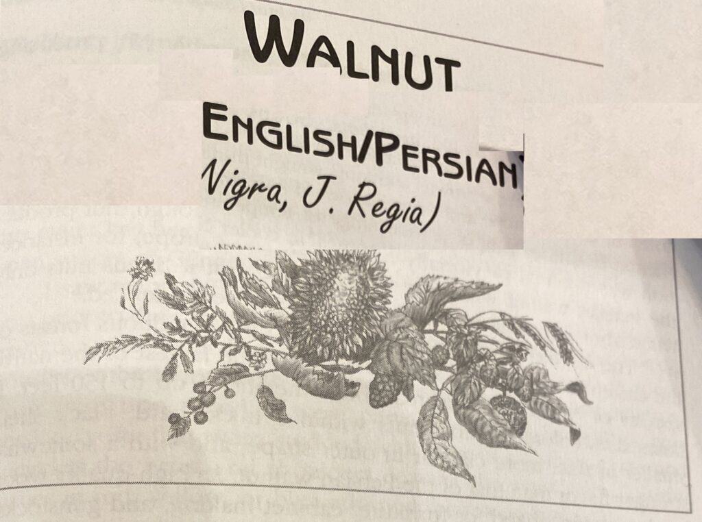 English Walnuts Juglans Regia