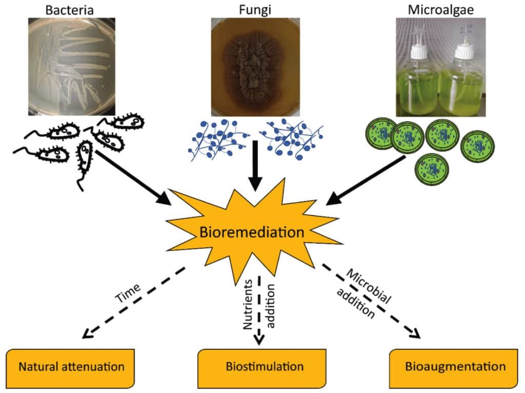 plants, animals, bacteria, fungi, and micro algae. Formulation of nutraceuticals.