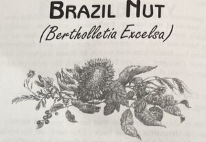 Brazil Nut Scientific Name