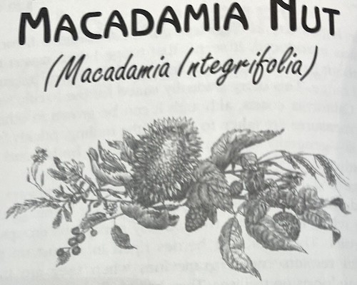 Macadamia Nut Scientific Name