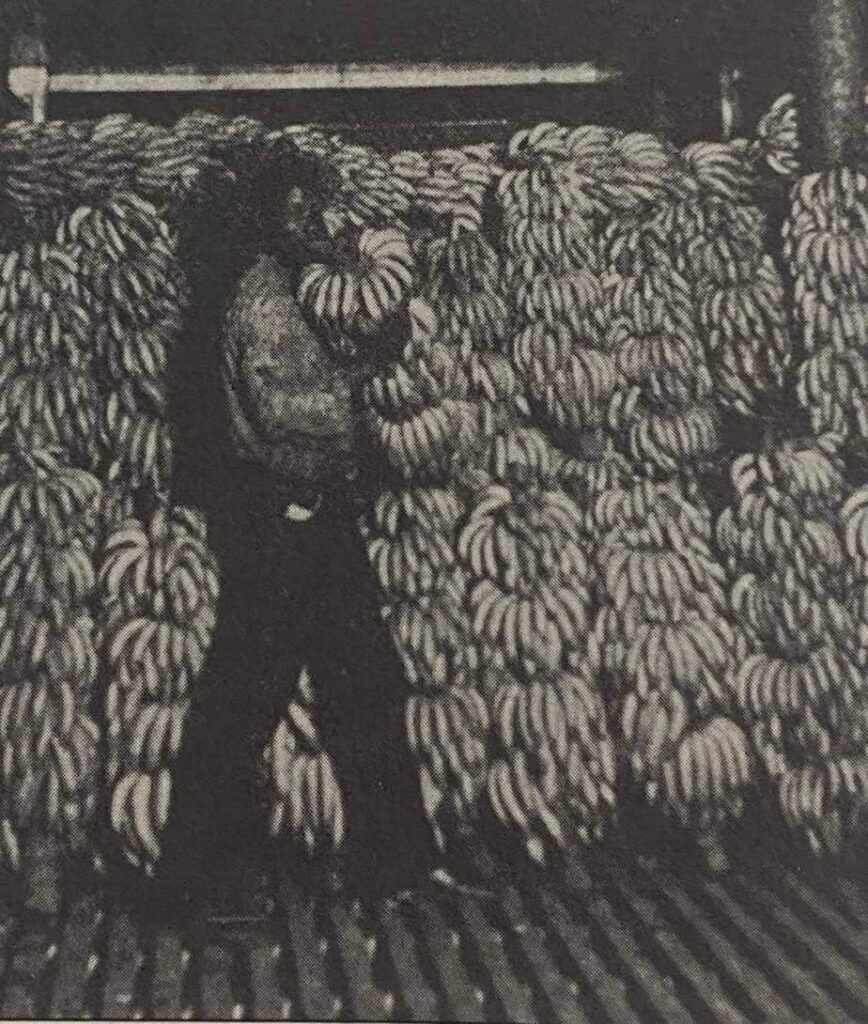 Bananas In The Hold Of A Boat