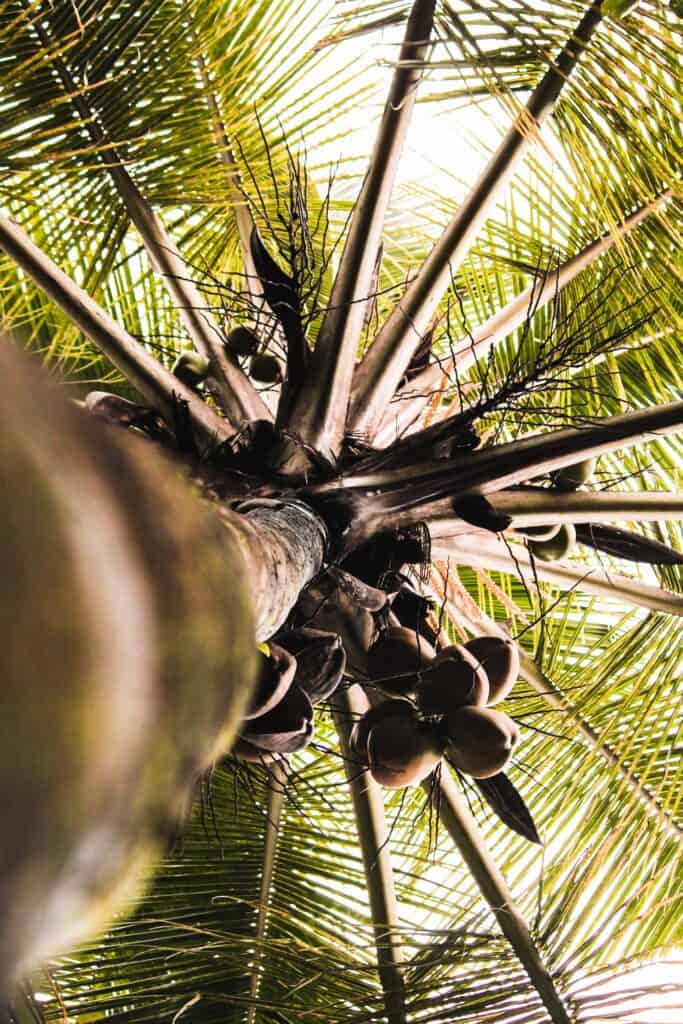 Coconut Production Coconut Tree