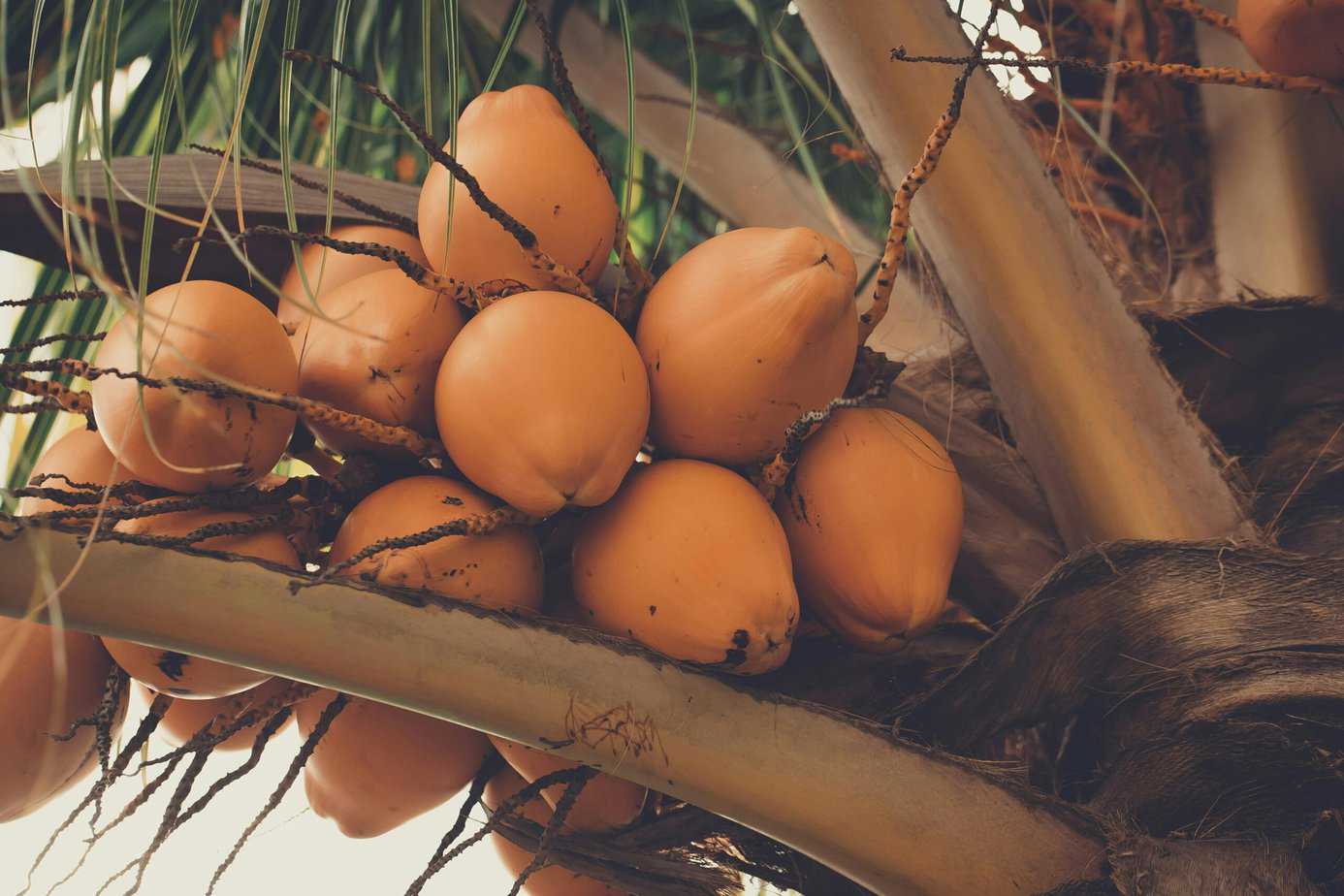 The Fascinating Journey of Coconuts From History to Uses