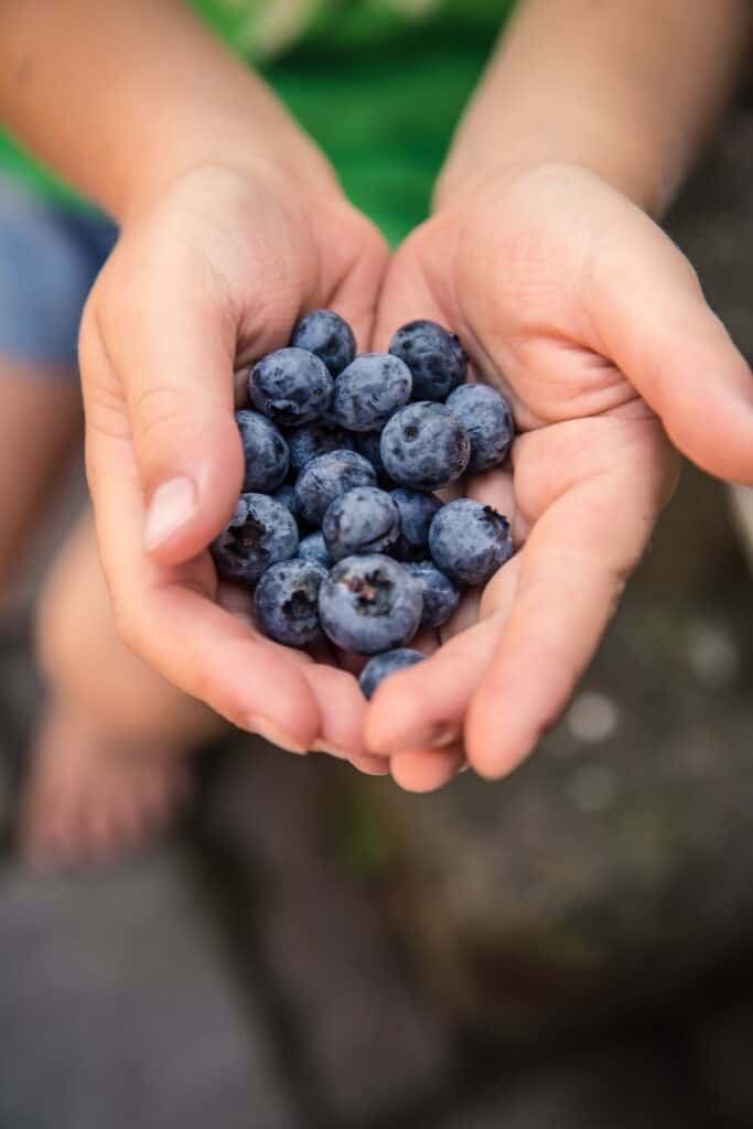 Blueberry Nutrition Data Blueberry 2