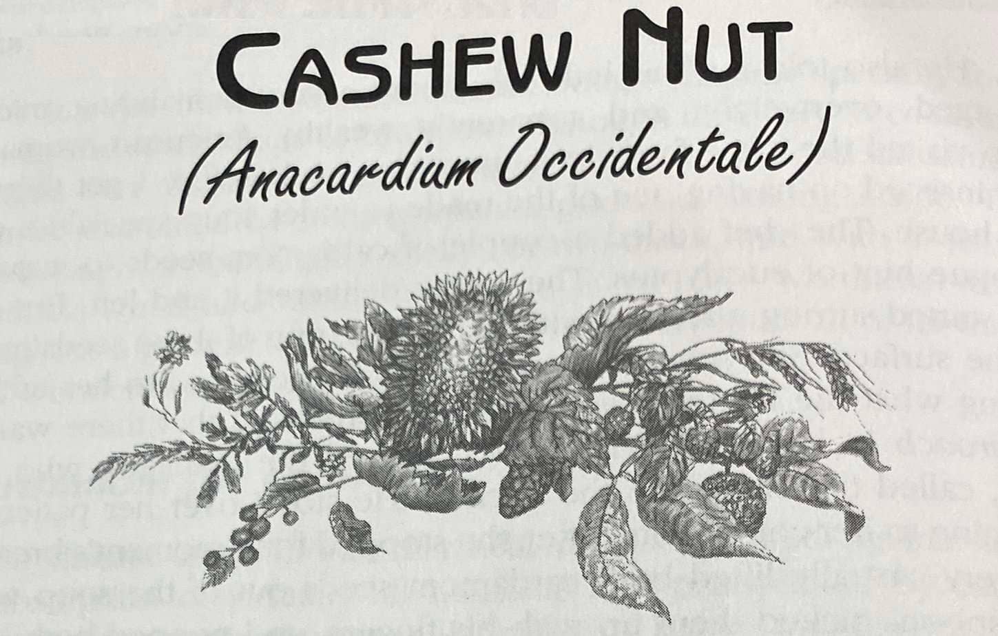 Scientific Name For A Cashew, Aracardium Occidentale, Medical uses of a cashew.